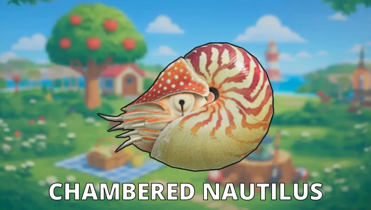 Chambered Nautilus artwork