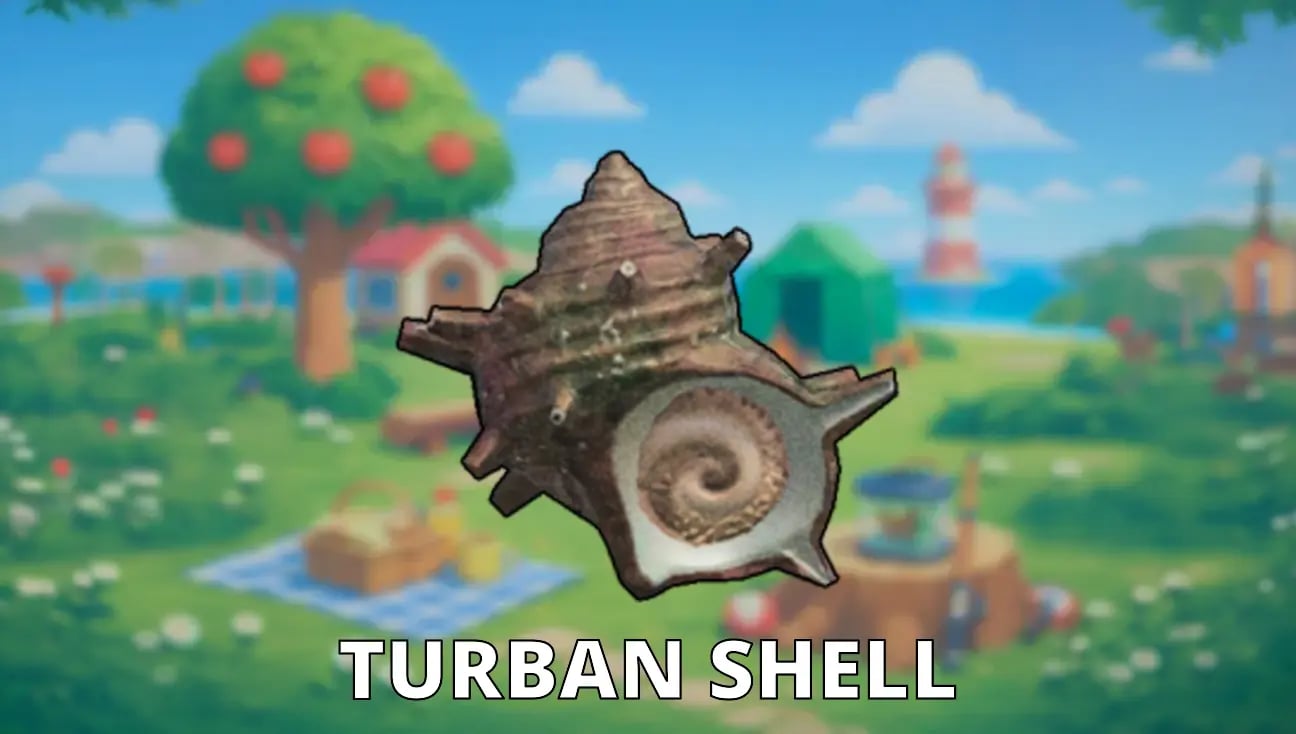 Turban Shell artwork